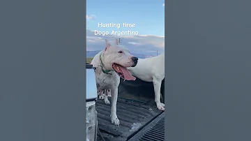 Hunting Time My Lovely Dogo Argentino 