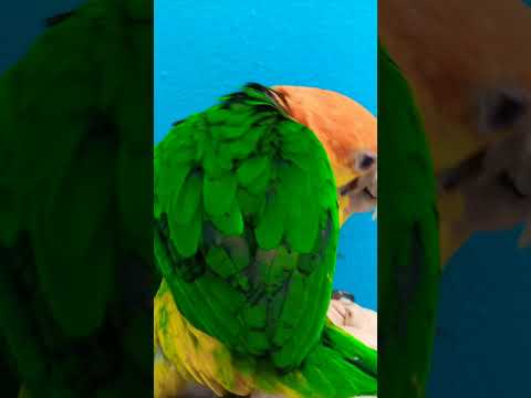 Caique Sisters Play Together Short | Soleil and Ophelia