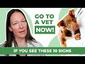 IMPORTANT! 10 Warning Signs Your Dog Needs Help NOW! 🚨