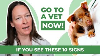 IMPORTANT! 10 Warning Signs Your Dog Needs Help NOW! 🚨 by We're All About Pets 296 views 1 year ago 13 minutes, 14 seconds