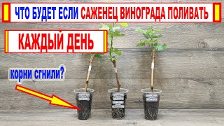 видео: 🍇 Вот почему САЖЕНЦЫ ВИНОГРАДА ПОГИБАЮТ после укоренения черенков. Почему гниют корни? Как ПОЛИВАТЬ? картинка: 🍇 Вот почему САЖЕНЦЫ ВИНОГРАДА ПОГИБАЮТ после укоренения черенков. Почему гниют корни? Как ПОЛИВАТЬ?