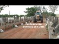 Ciência Sem Limites | Confinamento de bovinos de corte