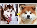 Husky siberiano vs Akita ¿cual es mas PODEROSO?
