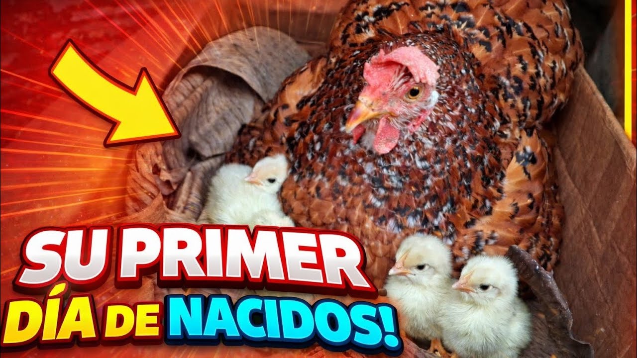 Polluelitos de gallina criolla....