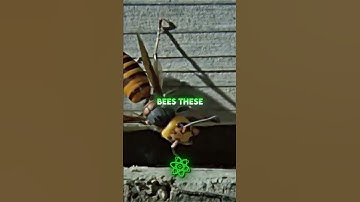 Scouting Hornet Discovers Bee Hive... 🐝🤯