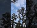 Chinook Flyover Through The Trees