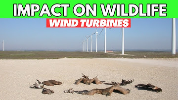 How do wind turbines impact wildlife?