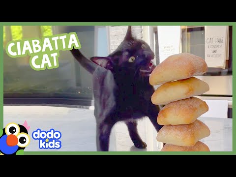 Cat Goes Wild For Ciabatta Rolls | Dodo Kids | Animal Videos