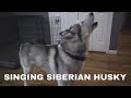 Siberian Husky Sings His Favorite Song!