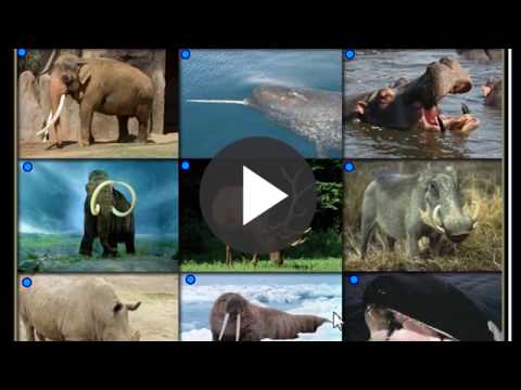 Animals producing Ivory and Keratin