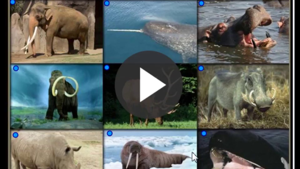 teething rash Animals producing Ivory and Keratin