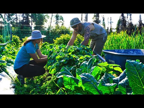 Video: Rotoli Di Cottura 