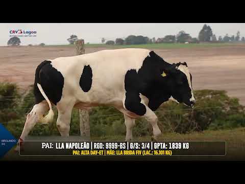 LOTE 19 LLA BAGAGEM FIV 1287 BANDEIRA NAPOLEÃO   2957CN