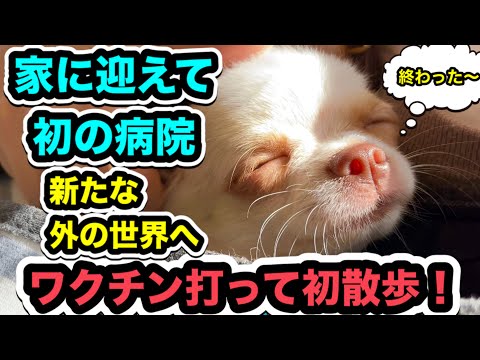新たな外の世界へ!初散歩デビュー!家に迎えて初の病院!ワクチン打ってきました!【チワワ子犬】