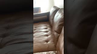 Thé Evil Doge Part One