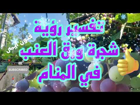 ما تفسير رؤية حلم شجرة ورق العنب لابن سيرين تفسير الاحلام لابن سيرين
