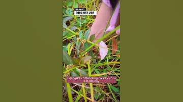 Đẹp da hết mụn nám nhờ cỏ sữa lá lớn #xuhuong #LearnOnTikTok #suckhoe #phunu #lamdep