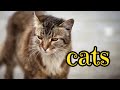 Cats  urban wildlife  animal science