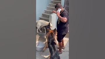 Belgian Malinois are More Powered Than A Shepherd🫠😵‍💫#belgianmalinois #germanshepherd #dogs #pets