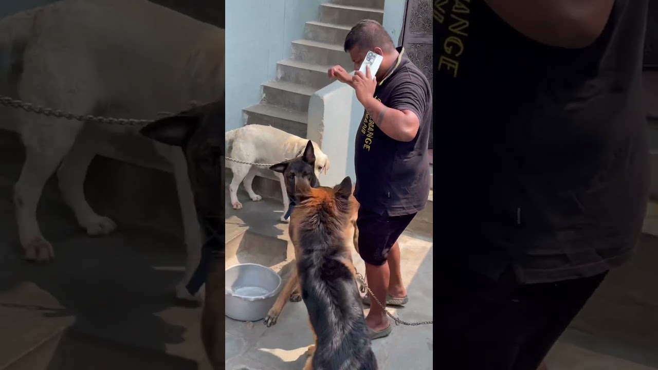 Belgian Malinois are More Powered Than A Shepherd🫠😵&zwj;💫#belgianmalinois #germanshepherd #dogs #pets