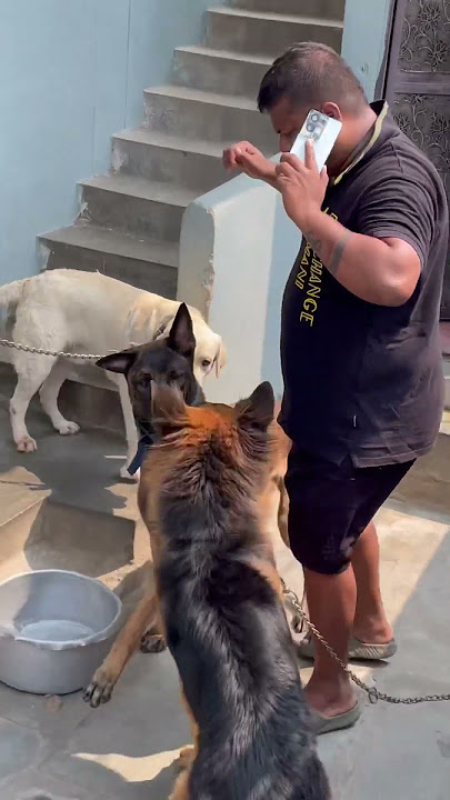 Belgian Malinois are More Powered Than A Shepherd🫠😵‍💫#belgianmalinois #germanshepherd #dogs #pets