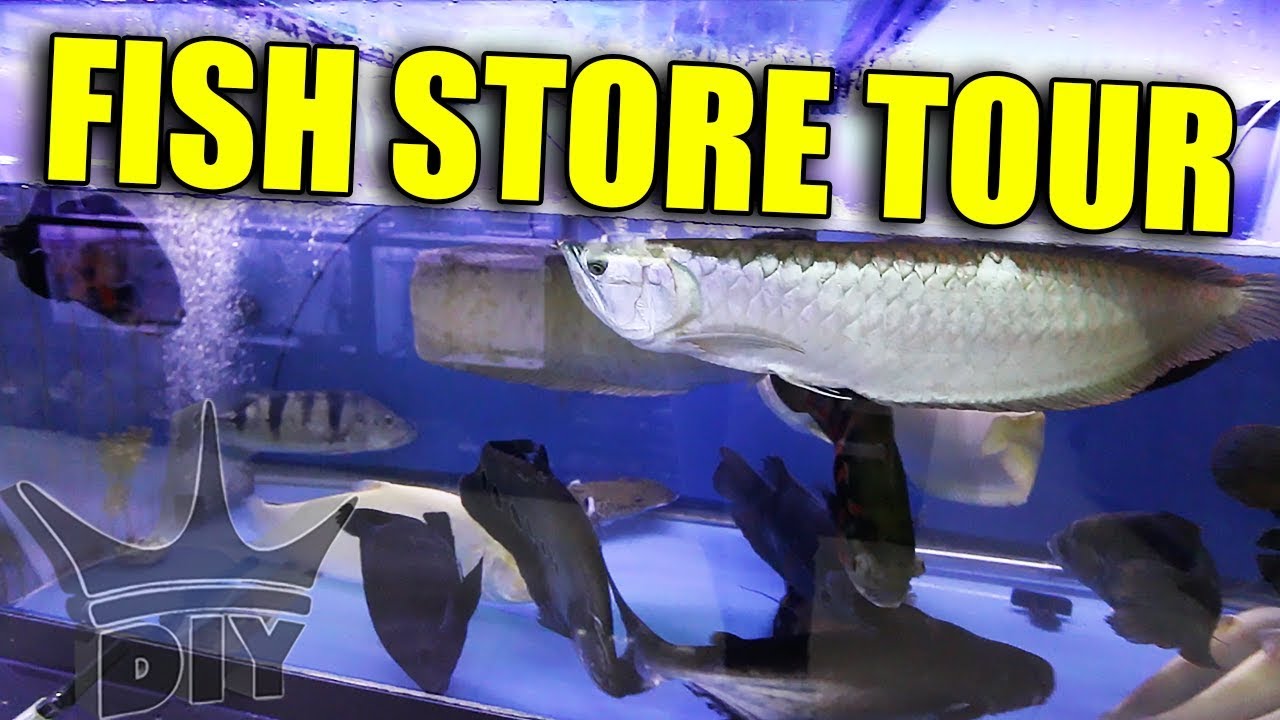 MONSTER AQUARIUM - fish store tour 