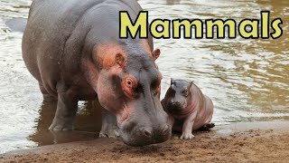 What makes a mammal?