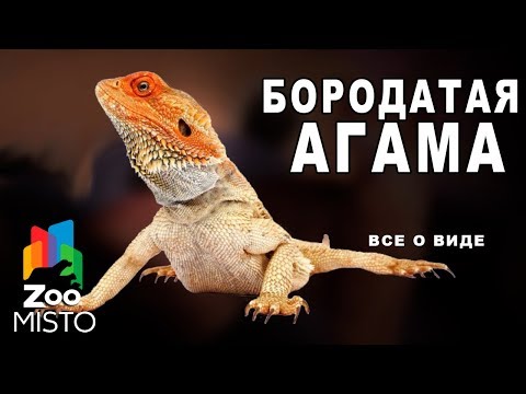 Бородатая агама Все о виде ящериц | Вид ящериц бородатая агама