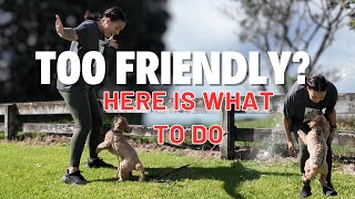 How to Calm Down an Overexcited Dog (Especially During Greetings!)