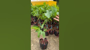 CÂY GIỐNG NA THÁI SIÊU ĐẸP-0961084636 zalo