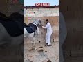 Top Fails