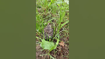 Маленький птенец - Дрозд-рябинник Turdus pilaris