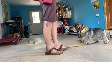 Teach your dog to STAY using the 3 D