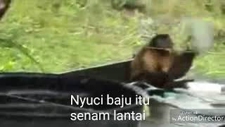 Monyet nyuci