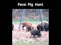 Big Hog Hunt | Boar Hunting | Pig Hunting | Animal Hunting Video | Bear Hunting | Deer Hunting
