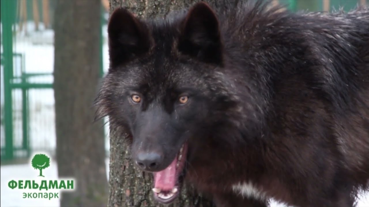 Волк (серый) канадский - Canis lupus pambasileus Вовк внутрішньоаляскинський Alaskan Interior wolf