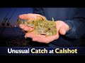 Strangest Fish I’ve Ever Caught (Calshot Night Fishing)