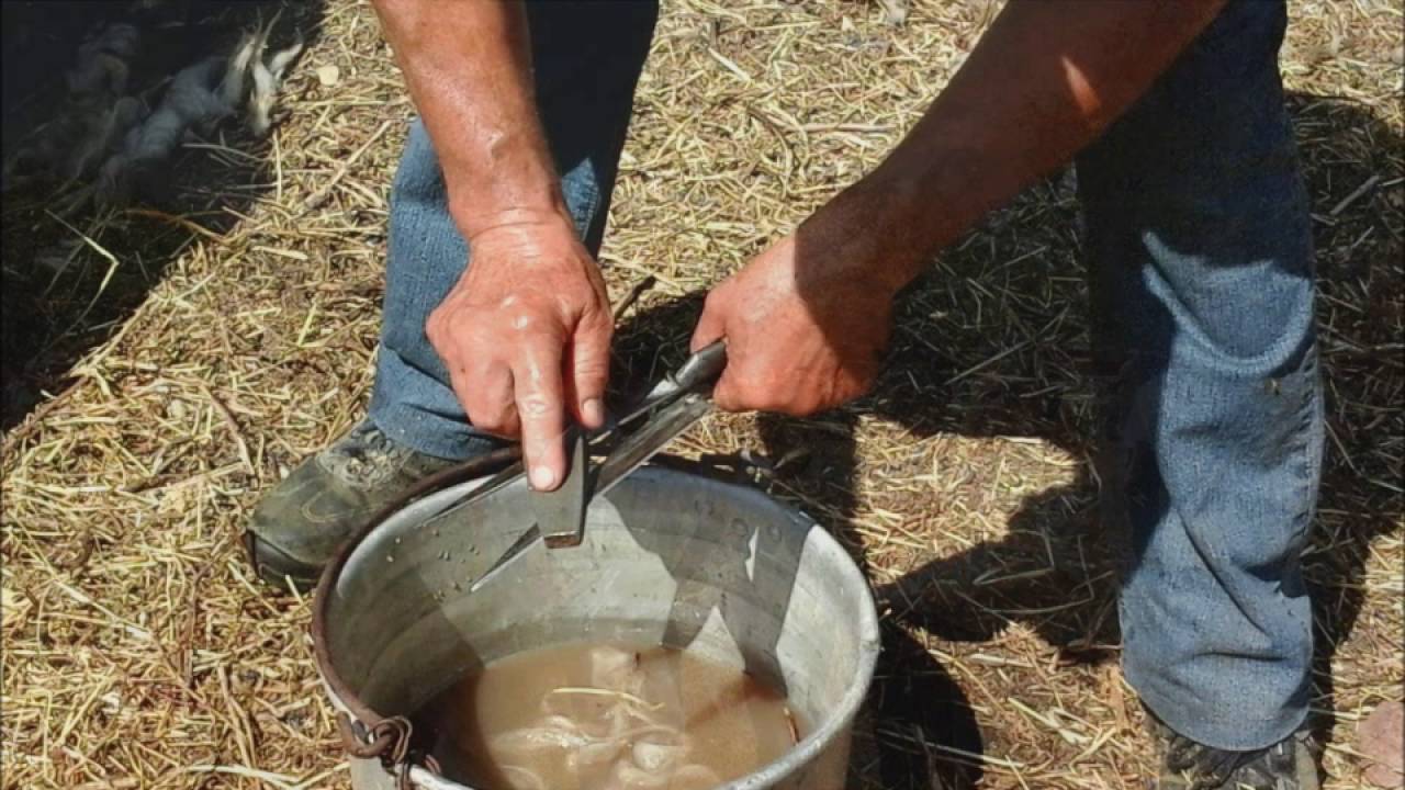 G'isula ospite a Nulvi (SS), loc. Conca Niedda.