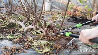 видео: Обрезка инжира для зимнего укрытия. картинка: Обрезка инжира для зимнего укрытия.