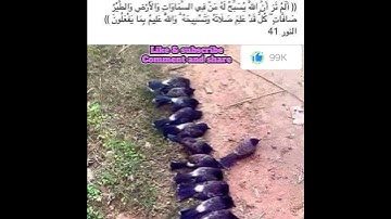 ألم تر أن الله يسبح له من في السماوات والأرض والطير صافات ♥🌺تلاوة تطمئن لها القلوب ♥🌺🥺
