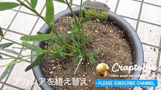 アカシア ポートリンカーンワトル ミモザ の植え替え 買ってきたポットを菊鉢に植え替えました Youtube