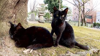 コケの上で一緒にくつろぐ仲良し黒猫コンビ