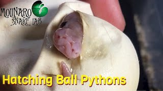 Hatching Ball Pythons!