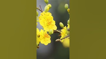 Thumbnail of Apricot blossom