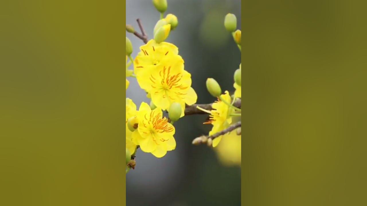Apricot blossom