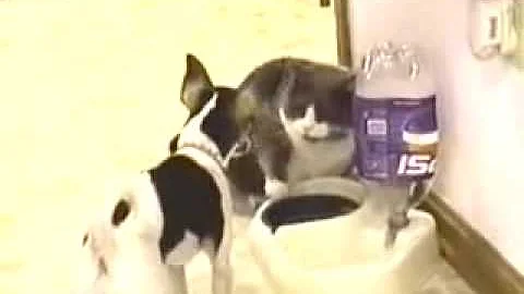 Sparks Fly:  Tubby Tabby Vs. Skinny Dog