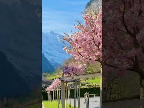 Most beautiful villages in Switzerland 😻 #switzerland #lauterbrunnen #nature #waterfall #travel