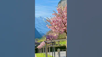 Most beautiful villages in Switzerland 😻 #switzerland #lauterbrunnen #nature #waterfall #travel