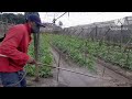 Spraying my kidney beans plant in garden 1 may 30 2024