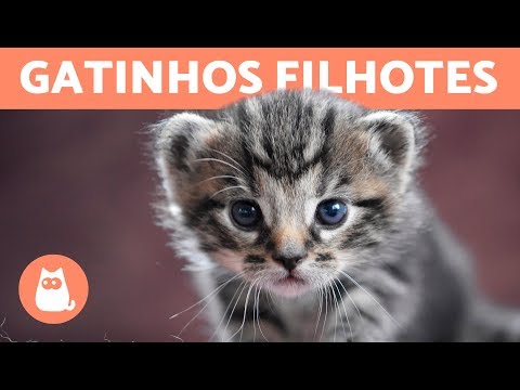 Vídeo de gato que late faz sucesso na internet